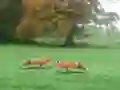 Gra Hunted Fox w Internecie