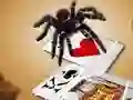 Gra Jumping Spider w Internecie