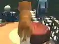 Gra Dog Simulator: Puppy Craft w Internecie