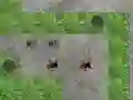 Gra Spider Tower Defence w Internecie