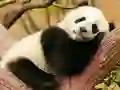 Gra Animal Differences w Internecie
