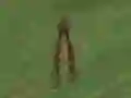 Gra Dino Hunt w Internecie