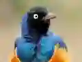 Gra Animal Puzzle: Wildlife & Logic w Internecie