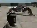 Gra Mech Aggression w Internecie