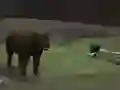 Gra Bear Den w Internecie
