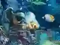 Gra Sunken Gold w Internecie