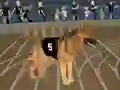 Gra Crazy Dog Racing Fever w Internecie