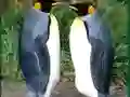 Gra Penguin Puzzle w Internecie