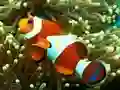 Gra Underwater Hidden Numbers w Internecie