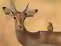 Gra Wild Deer Jigsaw w Internecie