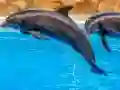 Gra Sea Dolphin Jigsaw w Internecie