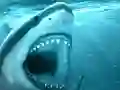 Gra Hungry Shark w Internecie