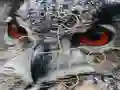 Gra Wild owl Jigsaw w Internecie