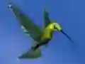 Gra Hummingbird House Escape w Internecie