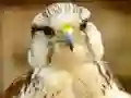 Gra Gyrfalcon Jigsaw w Internecie