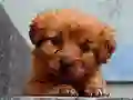 Gra Puppy Puzzle w Internecie