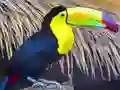 Gra Toucan Bird Jigsaw w Internecie