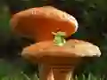 Gra Mushroom Plant Land Escape w Internecie