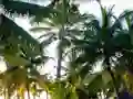Gra Golden Statue Escape w Internecie