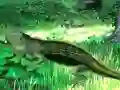 Gra Lizard Forest Escape w Internecie