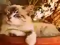 Gra Game of 15 w Internecie
