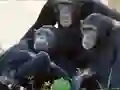 Gra Funny Chimpanzee Jungle Escape w Internecie
