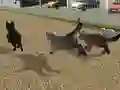 Gra Run Cat Cat Race w Internecie