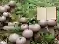Gra Lycoperdon Mushroom Land Escape w Internecie