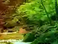 Gra Peaceful Rainbow Forest Escape w Internecie