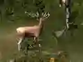 Gra Sniper Hunting Deadly Animal w Internecie