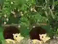 Gra Escape From Mango Farm w Internecie