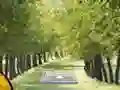 Gra Pair of Cat Escape w Internecie
