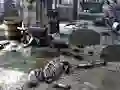 Gra Friends Rescue From Skeleton w Internecie