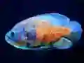 Gra Tiger Fish Jigsaw w Internecie