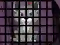 Gra Trapped Wolf Rescue w Internecie