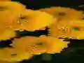 Gra Chrysanthemums Jigsaw w Internecie