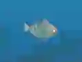 Gra Fish Companions w Internecie