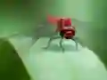 Gra Dragon Fly Jigsaw w Internecie