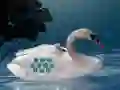 Gra Save The Swan Mother Child w Internecie