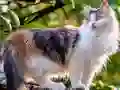 Gra Rotate Puzzle - Cats and Dogs w Internecie
