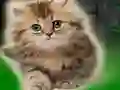 Gra Couple Kitten Escape w Internecie