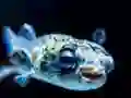 Gra Puffer Fish Jigsaw w Internecie