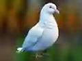 Gra Realistic Pigeon Rescue w Internecie