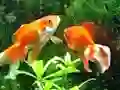 Gra Blue Fish Escape w Internecie