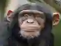 Gra Chimpanzee Jigsaw w Internecie