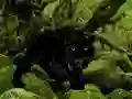 Gra Escape from Black Panther Forest w Internecie