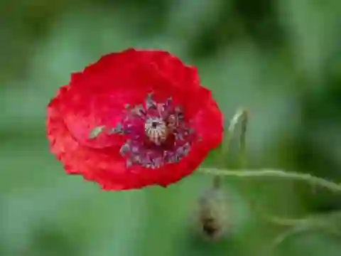 Gra Poppy Nature Flower Jigsaw w Internecie