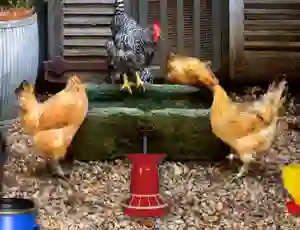 Gra Poultry Farm Easter Escape w Internecie