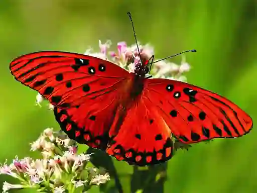 Gra Nature Jigsaw Puzzle Butterfly w Internecie