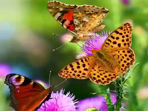Gra Butterfly Slide w Internecie